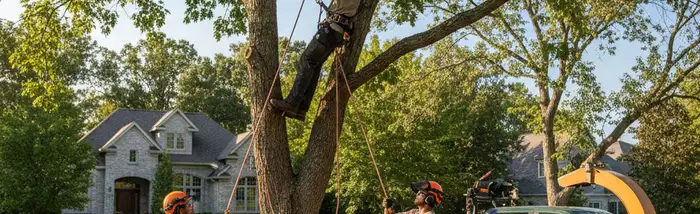 Minneapolis, MN tree service hero image for professional tree trimming and removal services