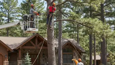 Tree service crew trimming a tree in Minneapolis, MN