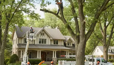 Minneapolis, MN tree service crew trimming trees for residential property care