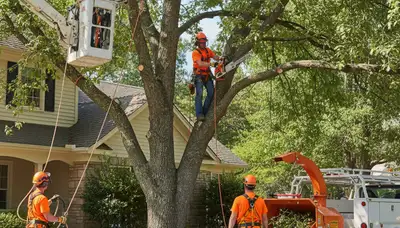 Arborist trimming tree branches in Minneapolis, MN for safer, healthier trees