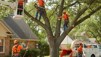 Minneapolis, MN arborist trimming trees for safer, healthier growth